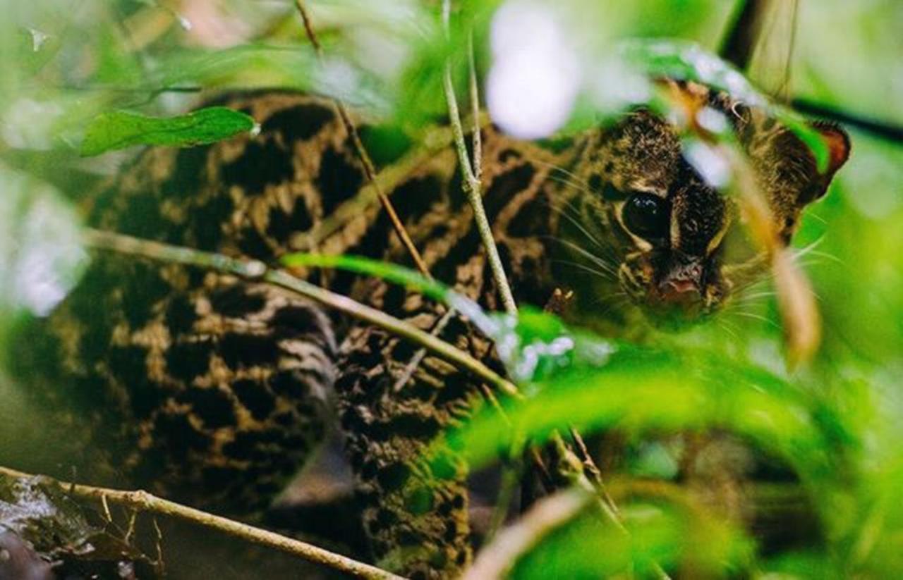 The Jungle Lodge At Kalu Yala Panama City Ngoại thất bức ảnh